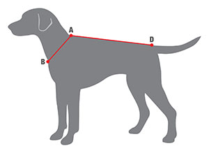 dog_sizes300-2.jpg