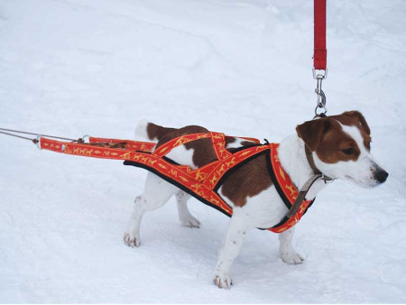 Купить Шлейка грузовая для вейтпуллинга Невский Ангел (подкладка сеточка) для собак с доставкой по России