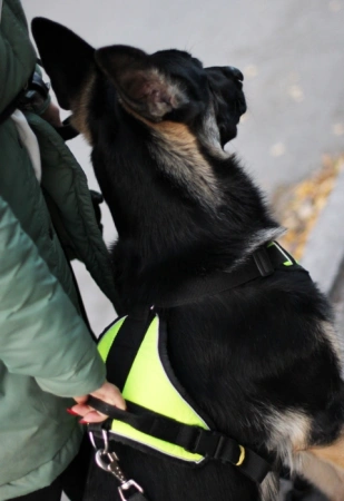 Купить Шлейка прогулочная с ручкой Невский Ангел для собак с доставкой по России Купить Шлейка прогулочная с ручкой Невский Ангел для собак с доставкой по России