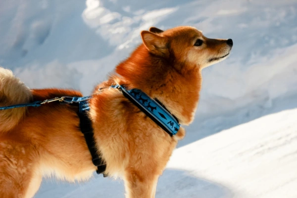 Купить Шлейка универсальная Невский Ангел с 2 фастексами (подкладка сеточка) со светоотражением для собак с доставкой по России