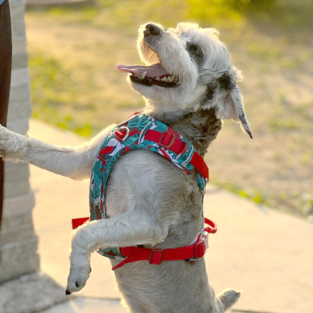 Шлейка прогулочная с ручкой Classic Camouflage, Truelove (тест)