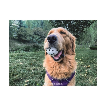 купить Мяч Блум для собак 7 см, M-Pets купить Мяч Блум для собак 7 см, M-Pets