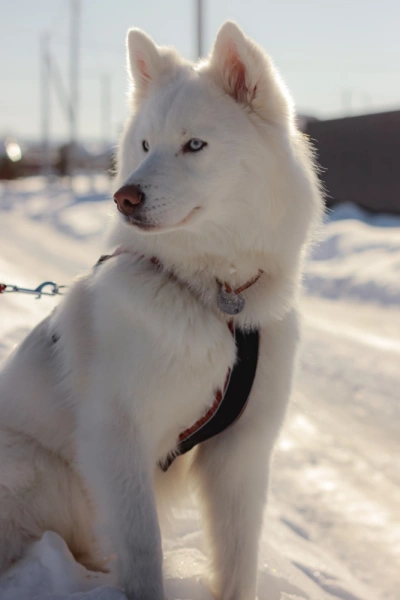 Купить Шлейка универсальная Фикс Невский Ангел с 2 фастексами (подкладка нейлон) со светоотражением для собак с доставкой по России