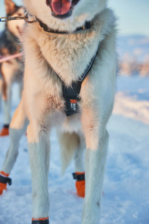 Шлейка ездовая Nansen nome 5.0 Non-stop