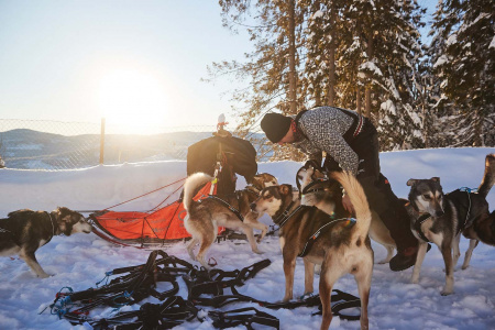 Шлейка ездовая Nansen nome 5.0 Non-stop