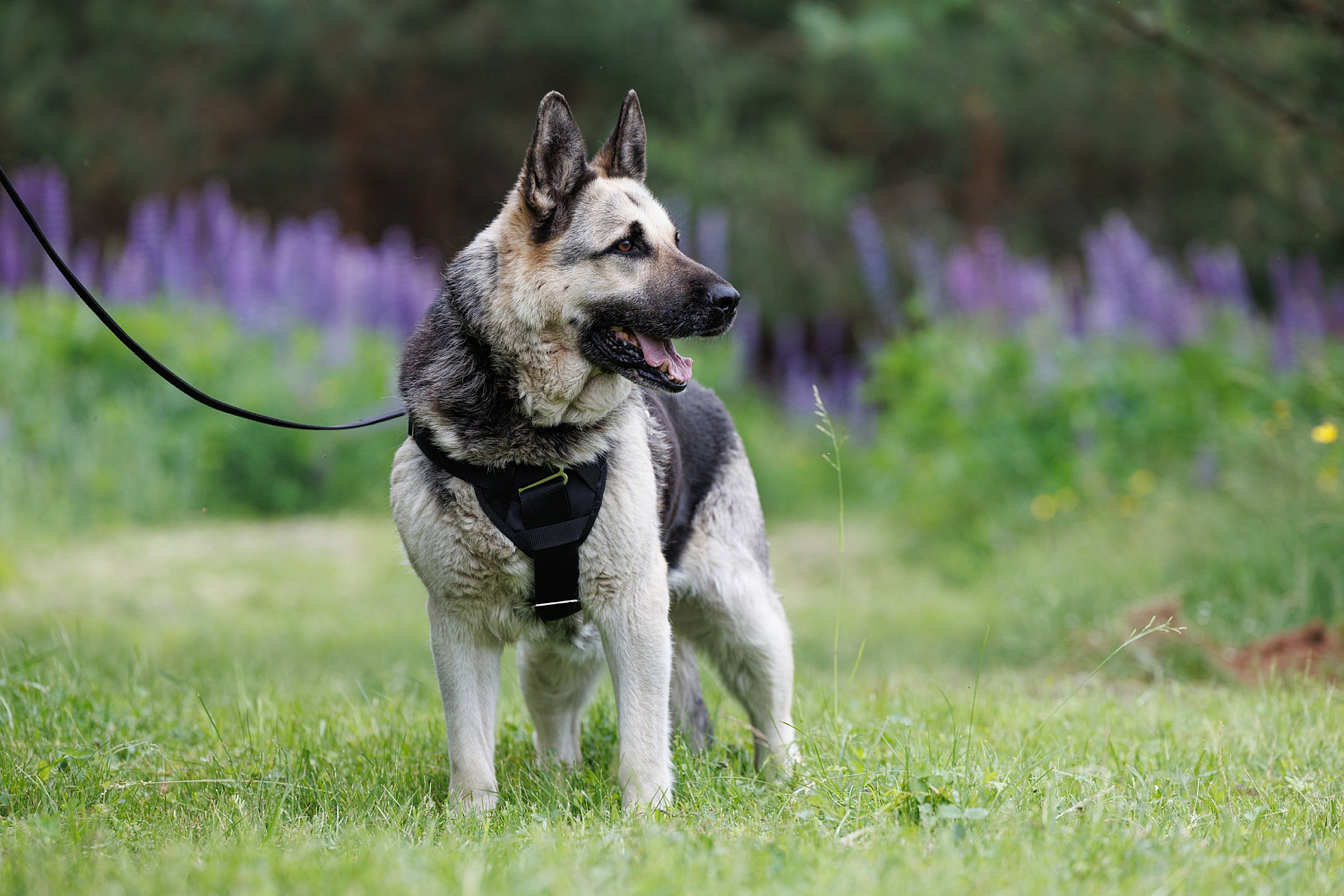 Шлейка для дрессировки New Step Шлейка для дрессировки New Step