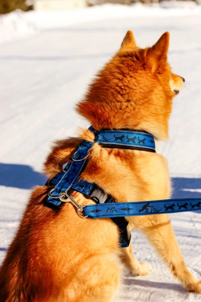 Купить Поводок 2,5 м Невский Ангел для собак с доставкой по России