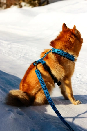 Купить Поводок 2,5 м Невский Ангел для собак с доставкой по России Купить Поводок 2,5 м Невский Ангел для собак с доставкой по России