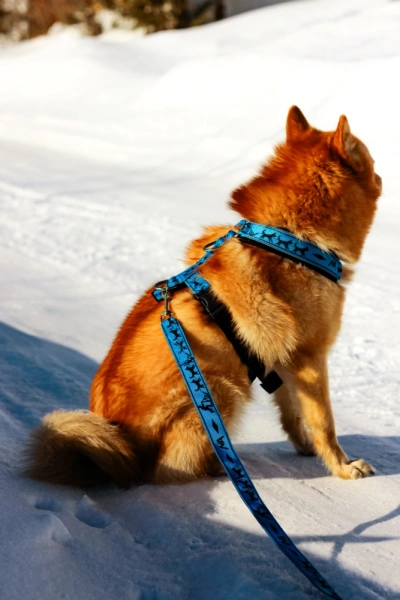 Купить Поводок 2,5 м Невский Ангел для собак с доставкой по России