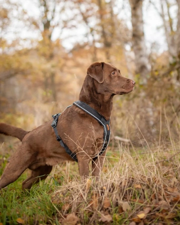 Купить Шлейка прогулочная 5.0 Non-stop для собак с доставкой по России