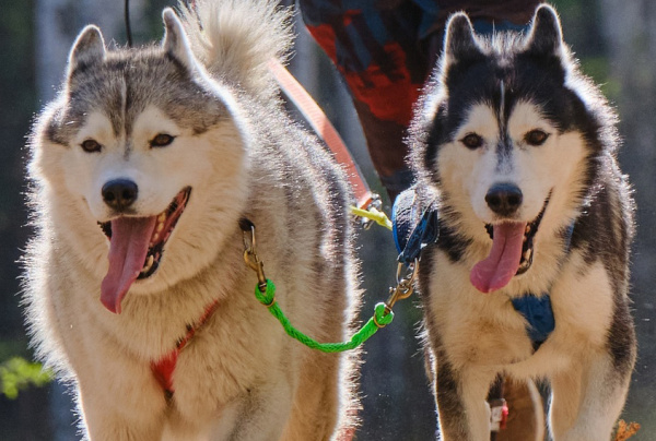 Купить Шейник, ЗВЕРИКО для ездового спорта с доставкой по России