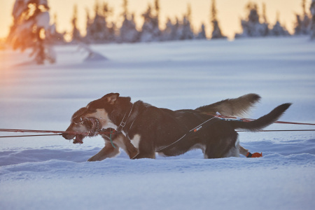 Шлейка ездовая Nansen nome 5.0 Non-stop