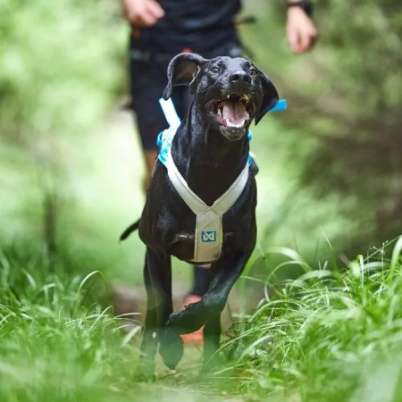 Шлейка ездовая голубая Freemotion 5.0 Non-stop