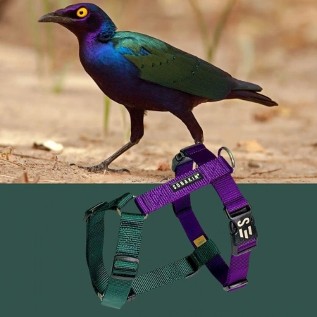 Шлейка прогулочная регулируемая Canis Purpureus, Sobakin