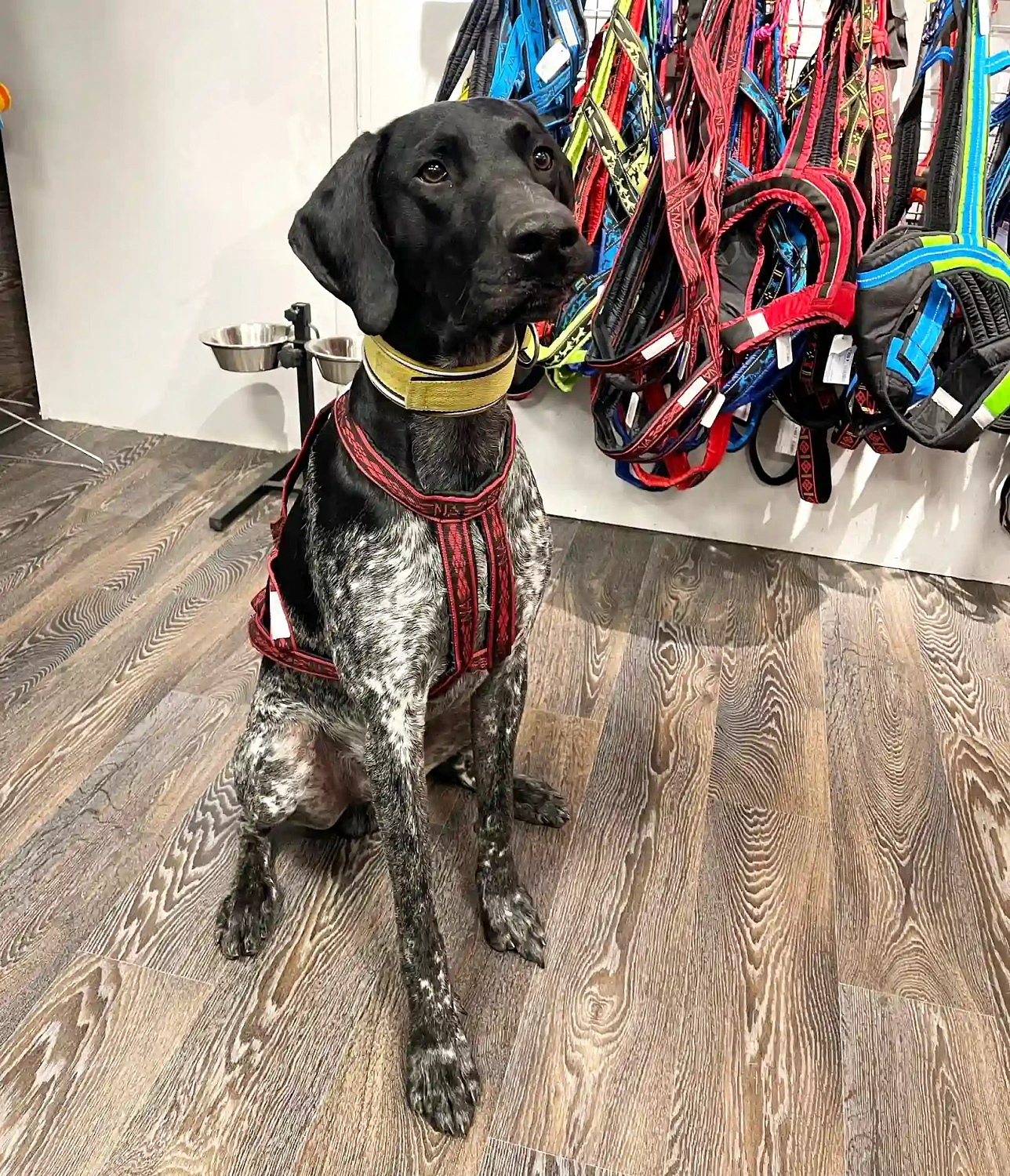 Шлейка гоночная для сибирских хаски Невский Ангел