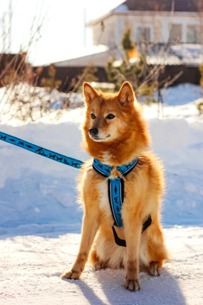 Купить Шлейка универсальная Невский Ангел с 2 фастексами (подкладка сеточка) со светоотражением для собак с доставкой по России