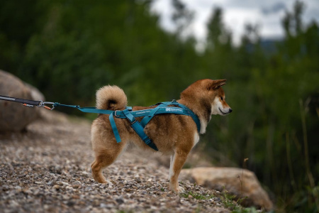  Шлейка ездовая бирюзовый Freemotion 5.0 Non-stop