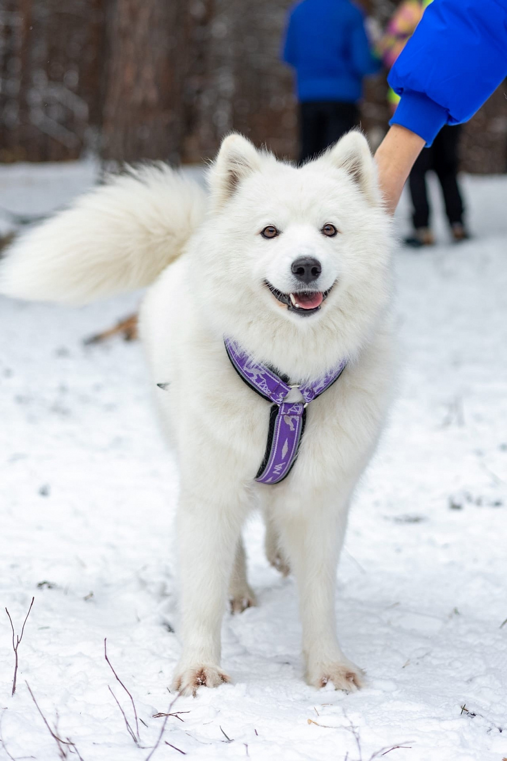 Невский Ангел