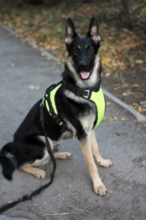 Купить Шлейка прогулочная с ручкой Невский Ангел для собак с доставкой по России Купить Шлейка прогулочная с ручкой Невский Ангел для собак с доставкой по России