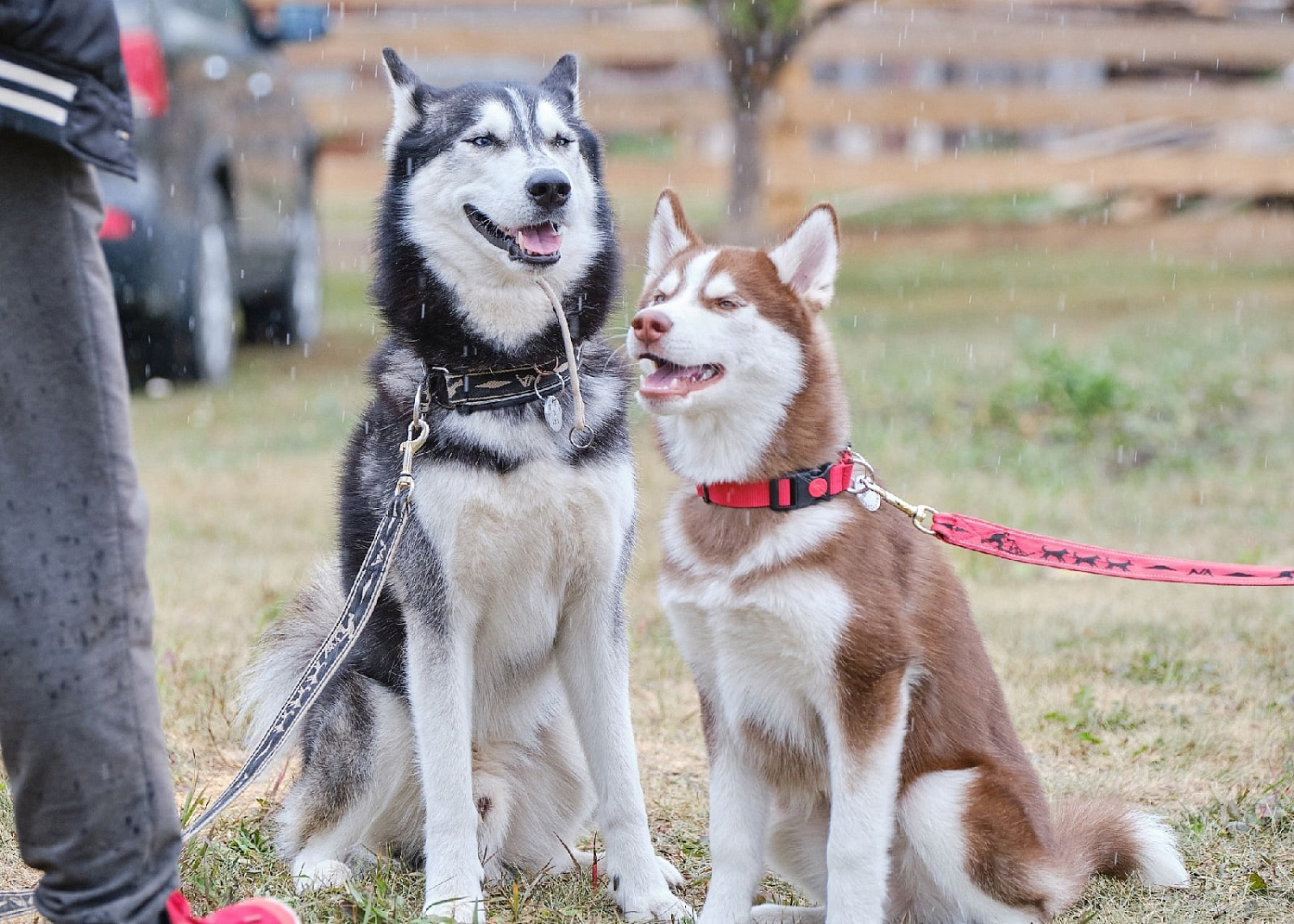 Невский Ангел