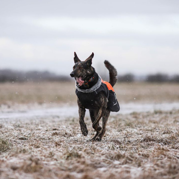 Теплая попона для собак Truelove купить с доставкой по России