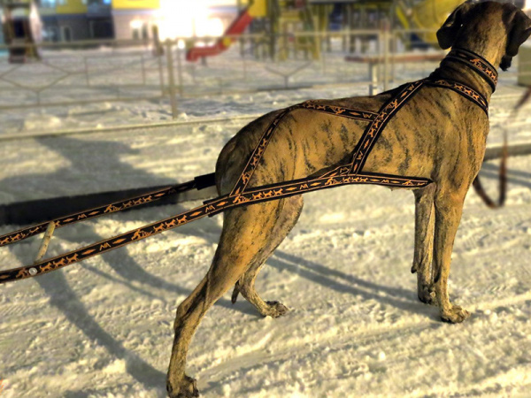 Купить Шлейка грузовая для вейтпуллинга Невский Ангел (подкладка нейлон) для собак с доставкой по России