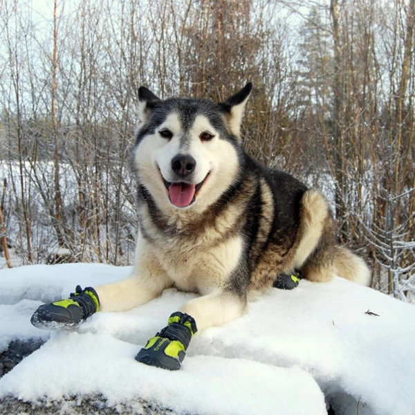 Обувь для собак Truelove купить с доставкой по России