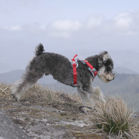 Шлейка прогулочная с ручкой Classic Camouflage, Truelove (тест)