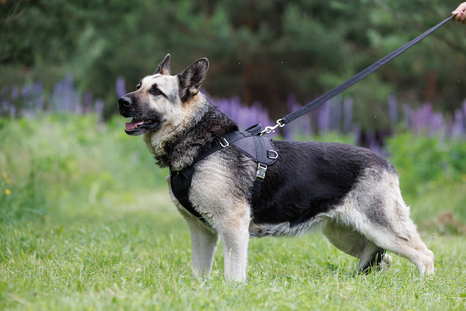 Шлейка для дрессировки New Step Шлейка для дрессировки New Step