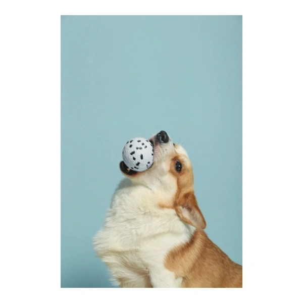 купить Мяч Блум для собак 7 см, M-Pets