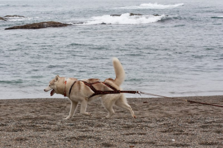 Купить Шлейка грузовая для вейтпуллинга Невский Ангел (подкладка сеточка) для собак с доставкой по России