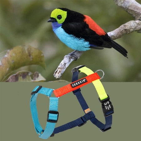 Шлейка прогулочная регулируемая Canis Chilensis, Sobakin