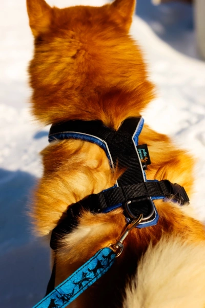 Купить Шлейка универсальная Фикс Невский Ангел с 2 фастексами (подкладка нейлон) со светоотражением для собак с доставкой по России