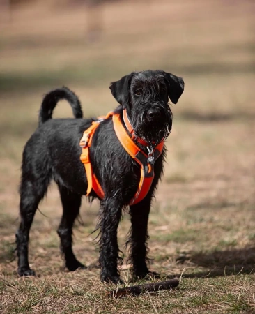 Купить Шлейка прогулочная 5.0 Non-stop для собак с доставкой по России