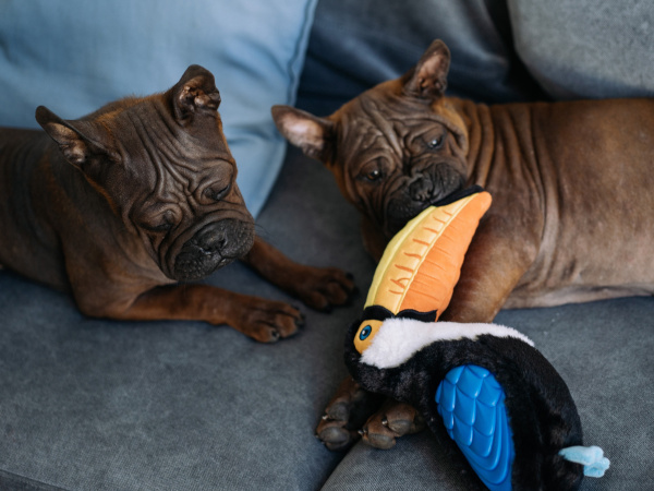 Тукан с пищалкой большой TROPICANA SERIES 38 см GiGwi