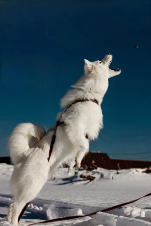 Купить Шлейка универсальная Фикс Невский Ангел с 2 фастексами (подкладка нейлон) со светоотражением для собак с доставкой по России