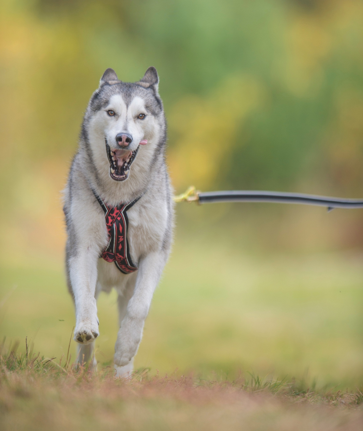 Невский Ангел