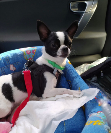 V.I.Pet Ремень безопасности 25 мм V.I.Pet Ремень безопасности 25 мм