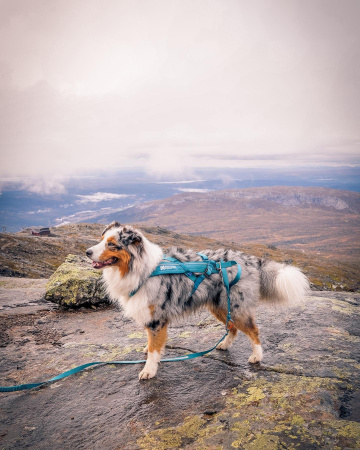  Шлейка ездовая бирюзовый Freemotion 5.0 Non-stop