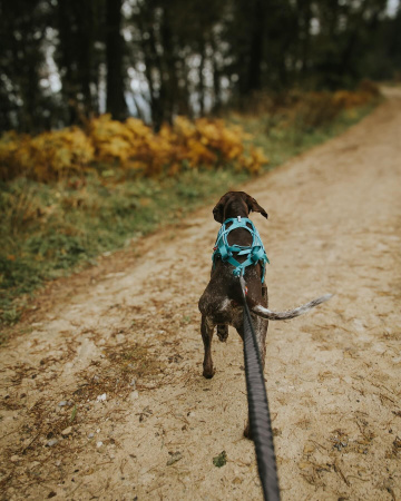  Шлейка ездовая бирюзовый Freemotion 5.0 Non-stop