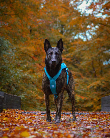  Шлейка ездовая бирюзовый Freemotion 5.0 Non-stop