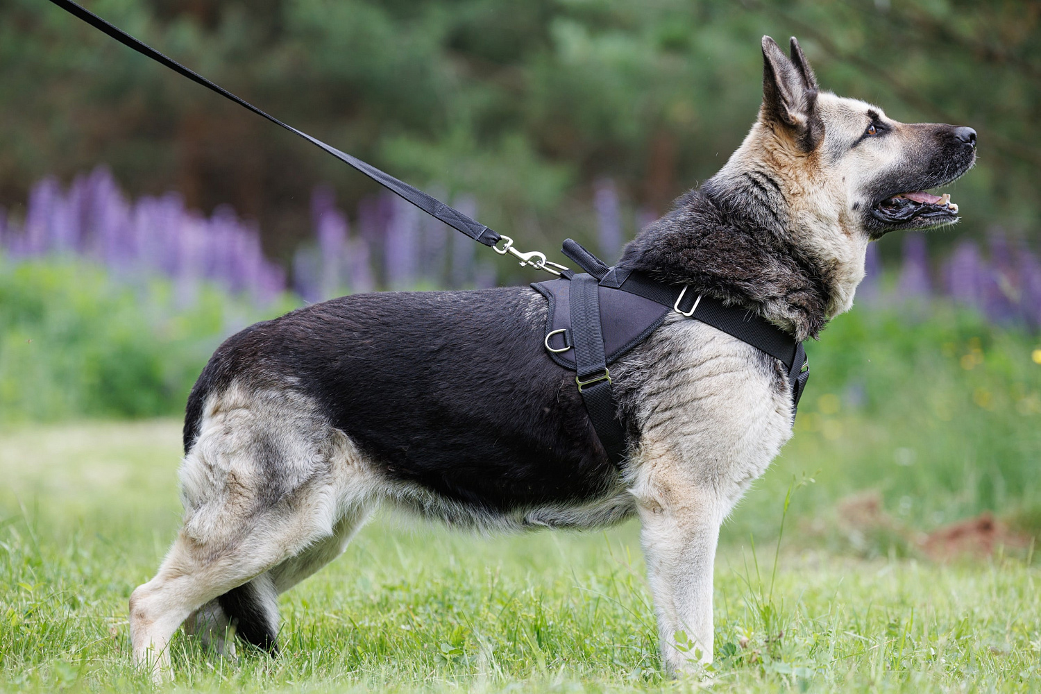 Шлейка для дрессировки New Step Шлейка для дрессировки New Step